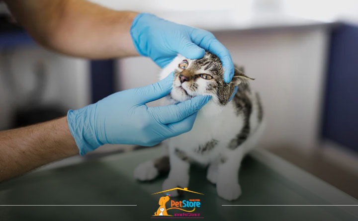 پیشگیری از ابتلای گربه به انواع عفونت قارچی