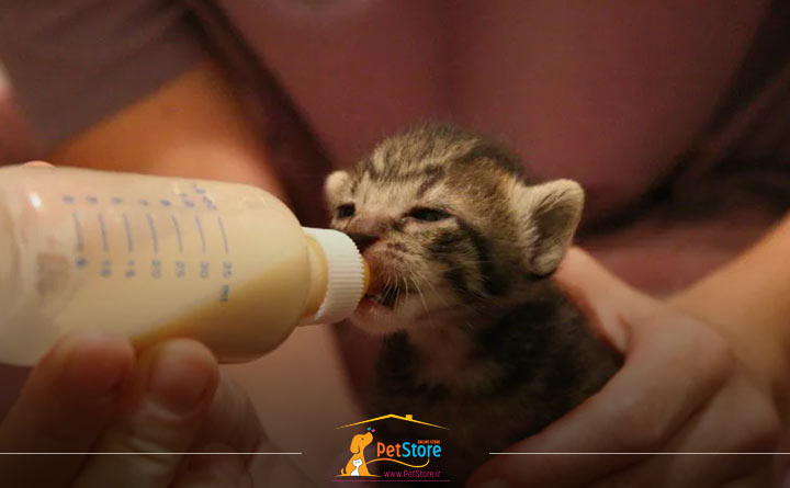 غذا دادن به بچه گربه 