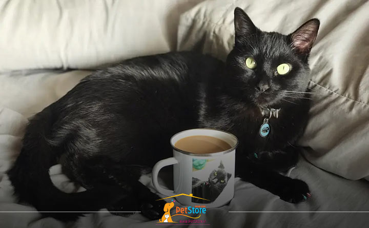 دادن کافئین به گربه