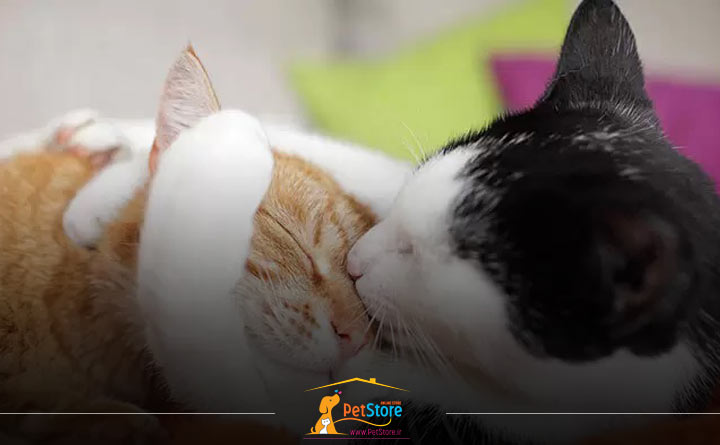 مراقب های پس از زایمان گربه