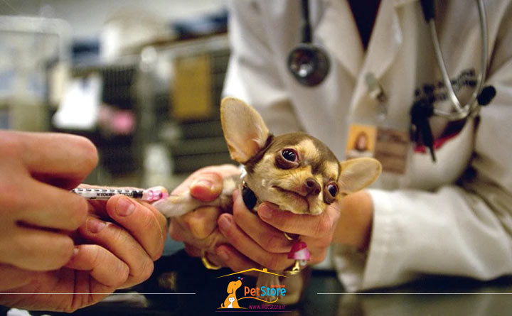 عقیم کردن سگ