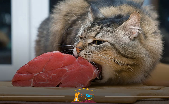 غذای پروتئینی برای گربه