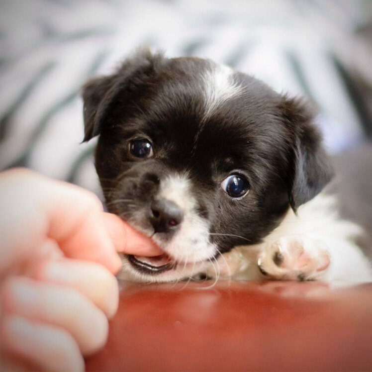 آموزش گاز نگرفتن توله سگ