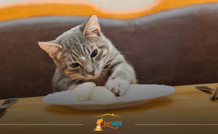 بچه گربه‌ می‌تواند تخم مرغ بخورد؟