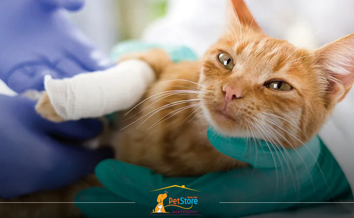 شکستگی استخوان گربه