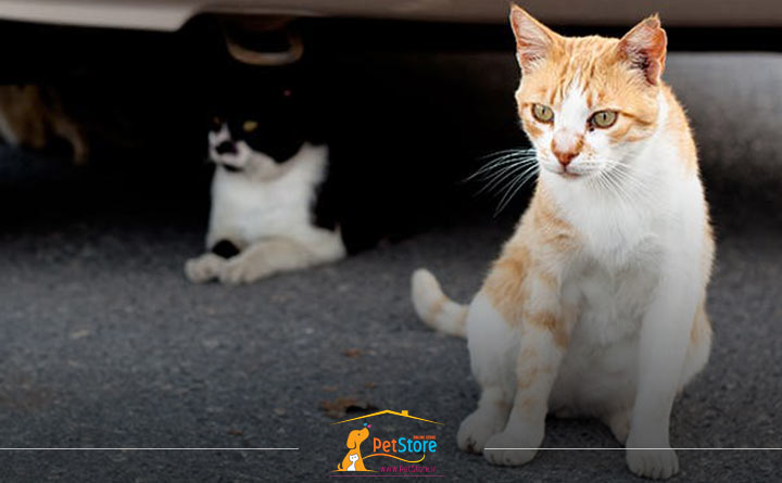 سقط جنین در گربه