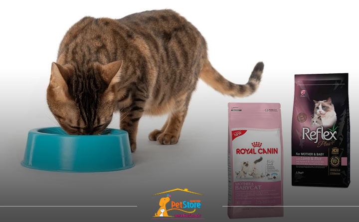 برندهای معتبر غذای گربه باردار