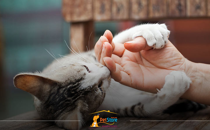 تربیت گربه برای پیشگیری از پنجه زدن 