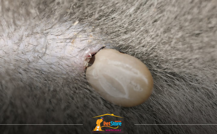 انگل‌های پوستی از جمله بیماری‌های پوستی گربه