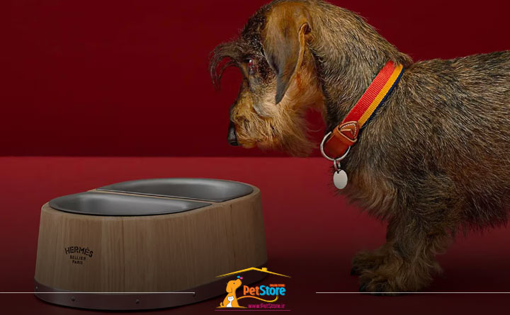 آشنایی با راهنمای خرید ظرف آب و غذا سگ