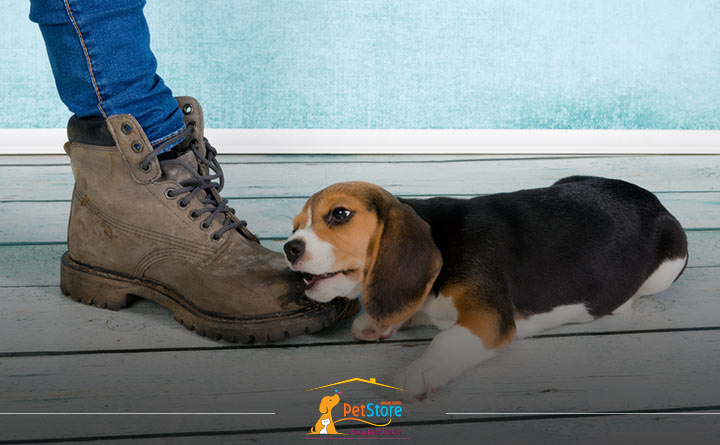 گاز گرفتن توله سگ در حین بازی