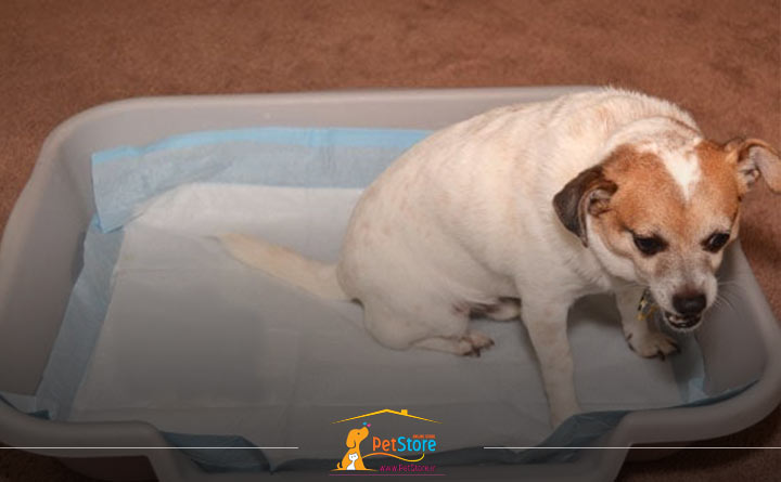 خرید پد دستشویی سگ