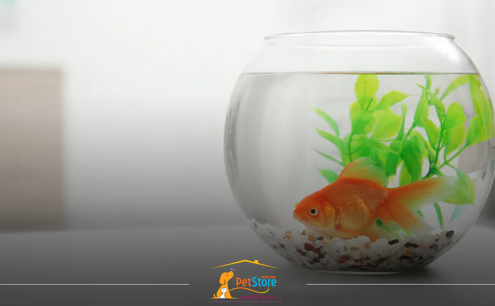 تنها گذاشتن ماهی زینتی