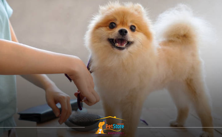 کوتاهی موی سگ پامرانین