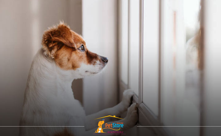 زمان تنها گذاشتن سگ در منزل