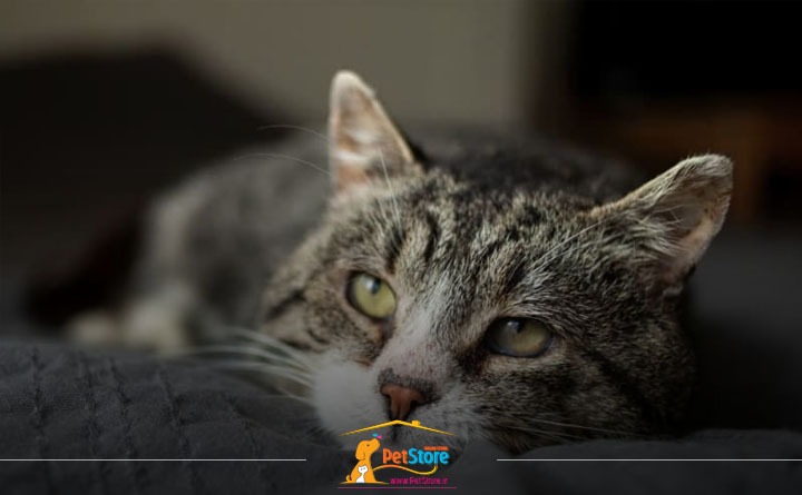 نشانه های قارچ پوستی گربه