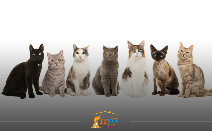 خصوصیات رفتاری گربه ها