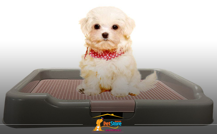 وسایل لازم برای نگهداری سگ در خانه: سینی ادرار سگ