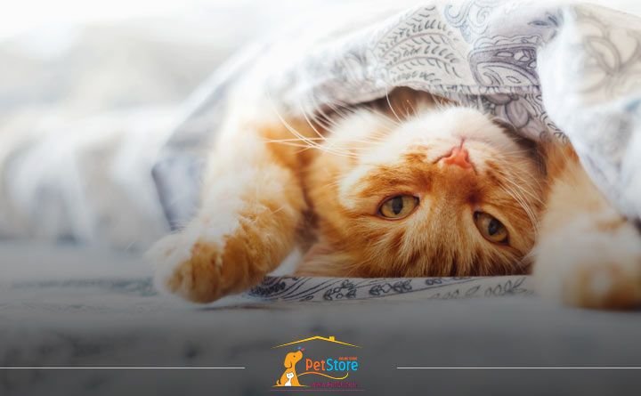 دلیل زود برخاستن گربه از خواب