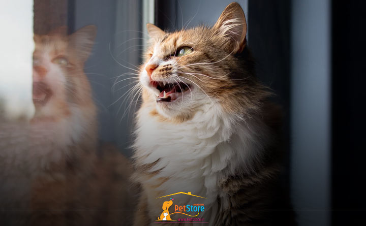 دلیل چهچه زدن گربه