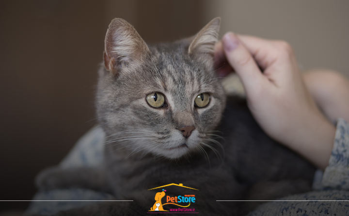 مدیریت سطوح استرس گربه