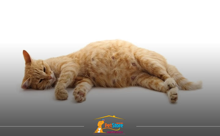 بارداری گربه‌ها و غذای مناسب