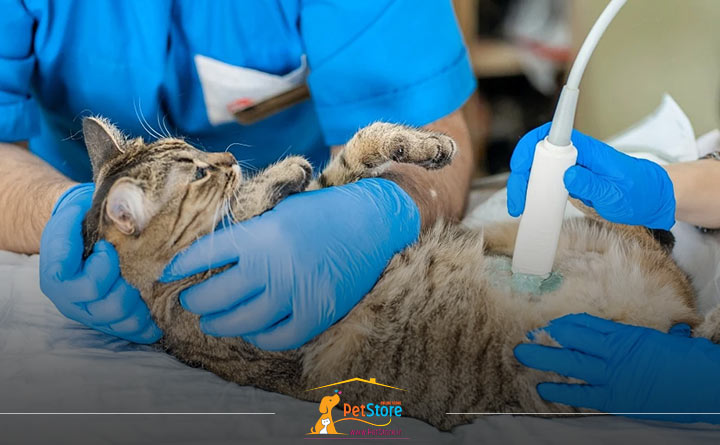 سونوگرافی گربه