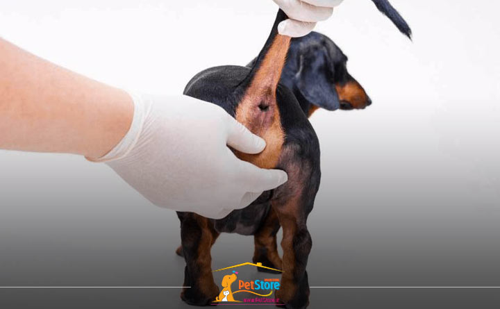 عفونت کیسههای مقعدی سگ و بوی بد سگ