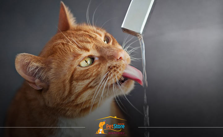 نوشیدن مایعات توسط گربه عقیم شده