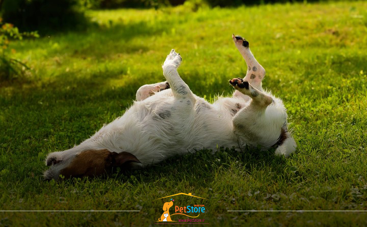 دلایل خارش بدن سگ