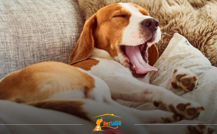 خمیازه کشیدن: یکی از شخصیت های سگ