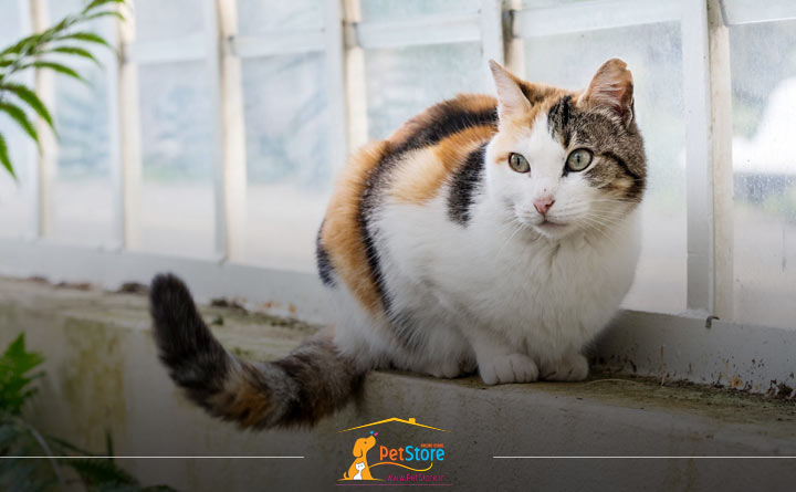 بلوغ در گربه ماده