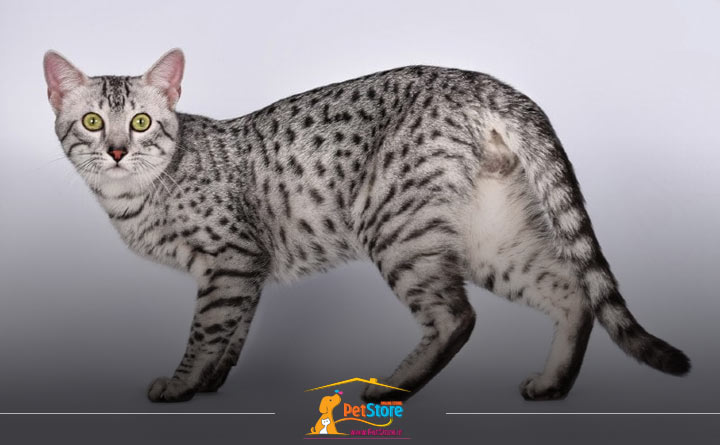 نقش انواع ویتامین‌ها در سلامت گربه‌ها