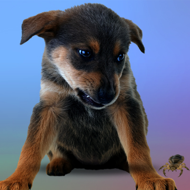 همه چیز درباره کک و شپش در سگ‌ها