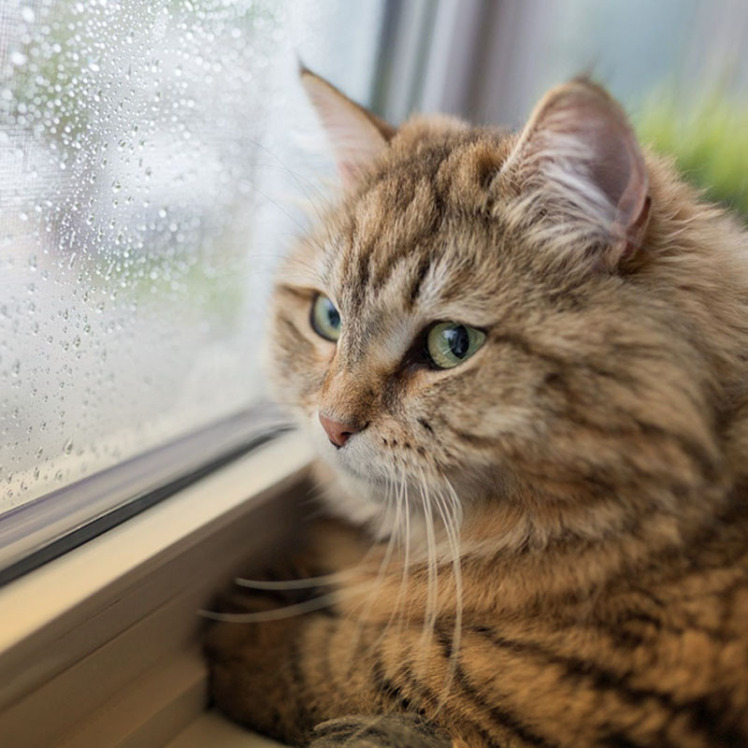 علل و علائم افسردگی در گربه‌ها