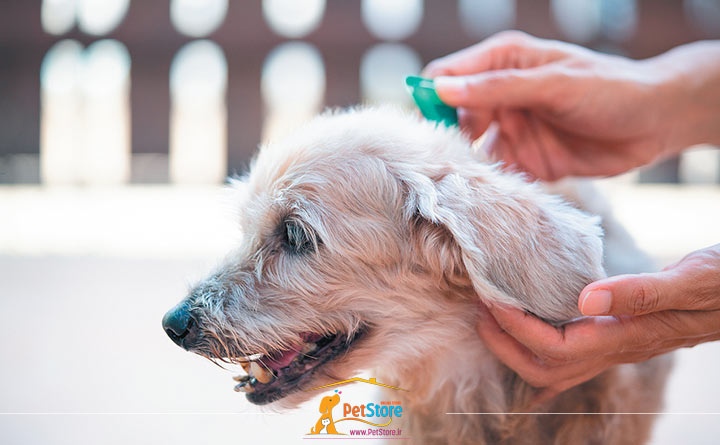 شانه ضد کک سگ