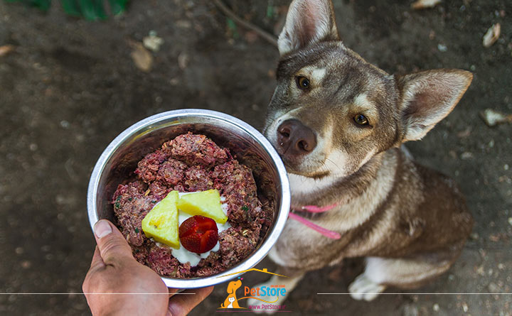 غذای مناسب برای سگ