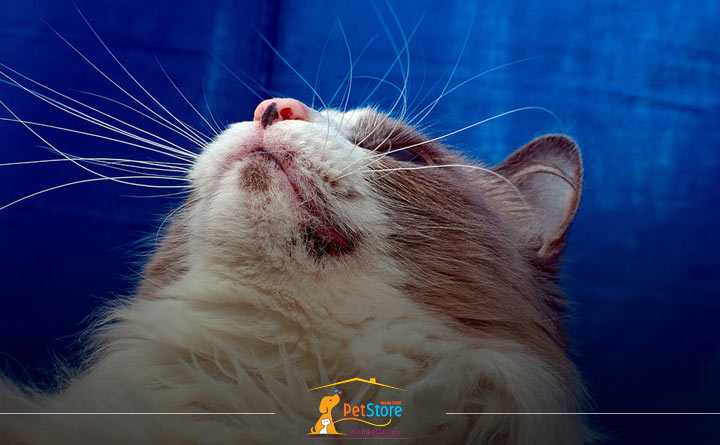  زخم‌های پوستی از علایم سرما زدگی گربه می باشد