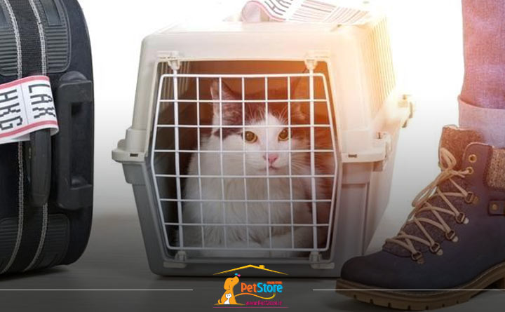 علاقمند کردن گربه به استفاده از باکس 