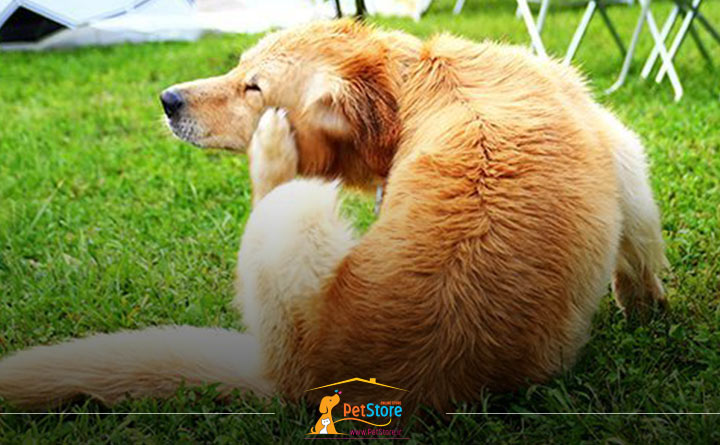 کک و کنه در سگ