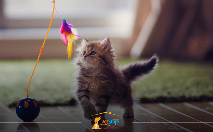 تحریک ذهنی بچه گربه