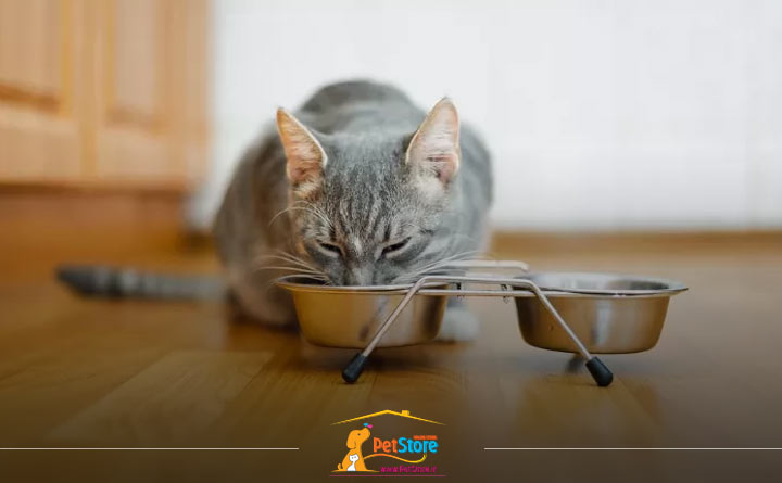 آشنایی با راهنمای خرید ظرف آب و غذا گربه