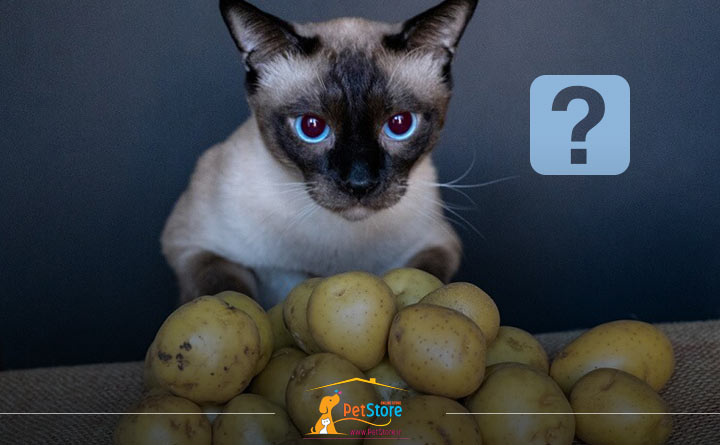 آیا گربه می‌توانند سیب زمینی بخورد؟