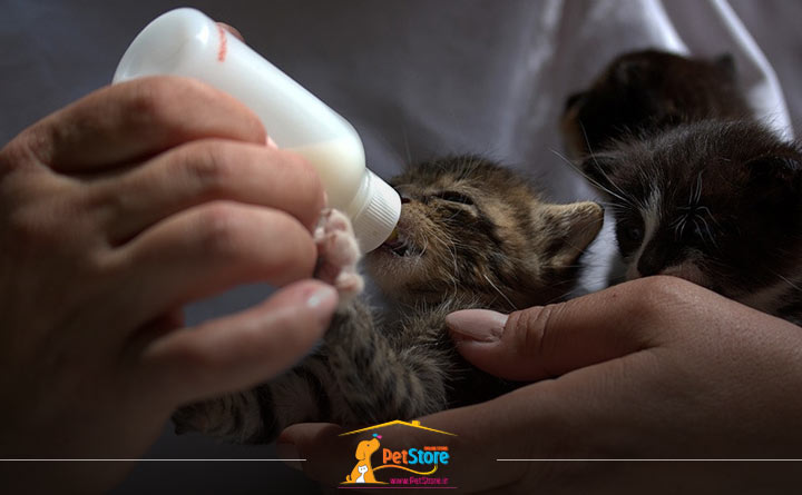 شیر مادر بچه گربه چند روزه