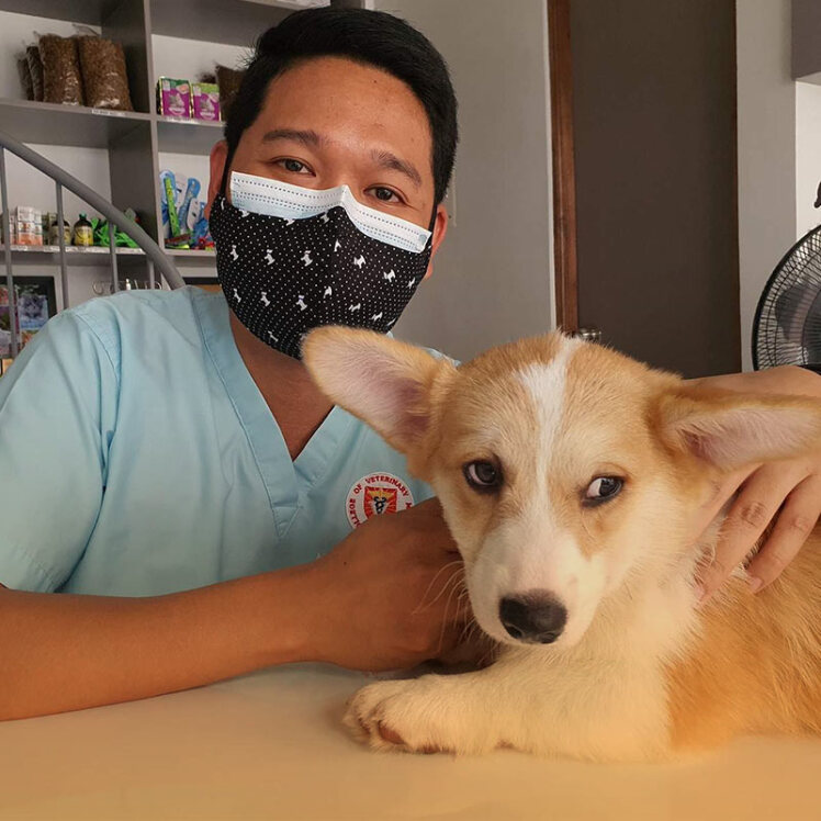 کمک‌های اولیه و اورژانسی برای حیوانات خانگی