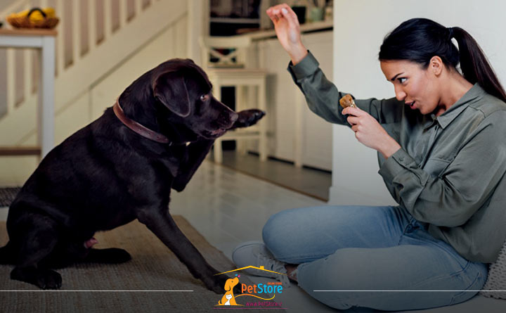 راهنمای کامل تربیت سگ