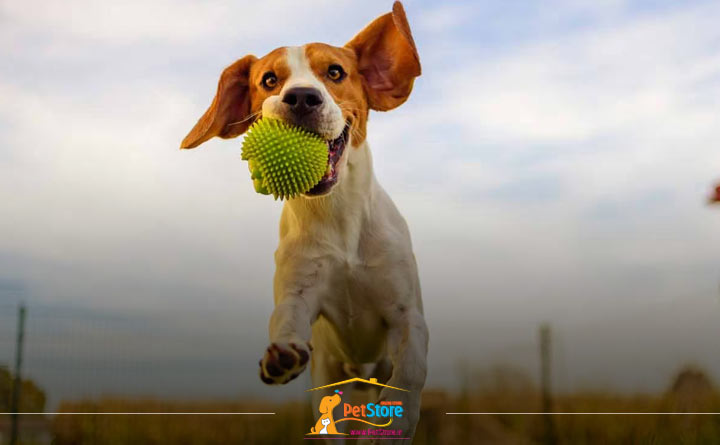 خرید اسباب بازی برای ایجاد تحرک بدنی سگ