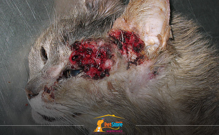 عفونت‌های پوستی از جمله بیماری پوستی گربه