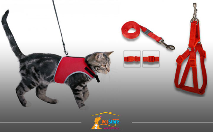 نحوه صحیح بستن قلاده گربه