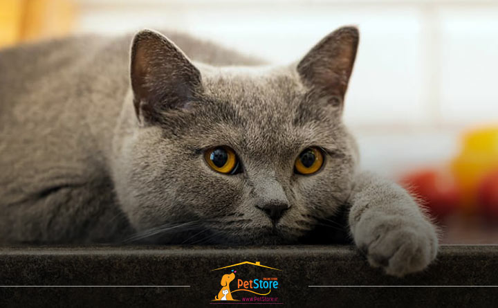 نشانه های سرطان در گربه